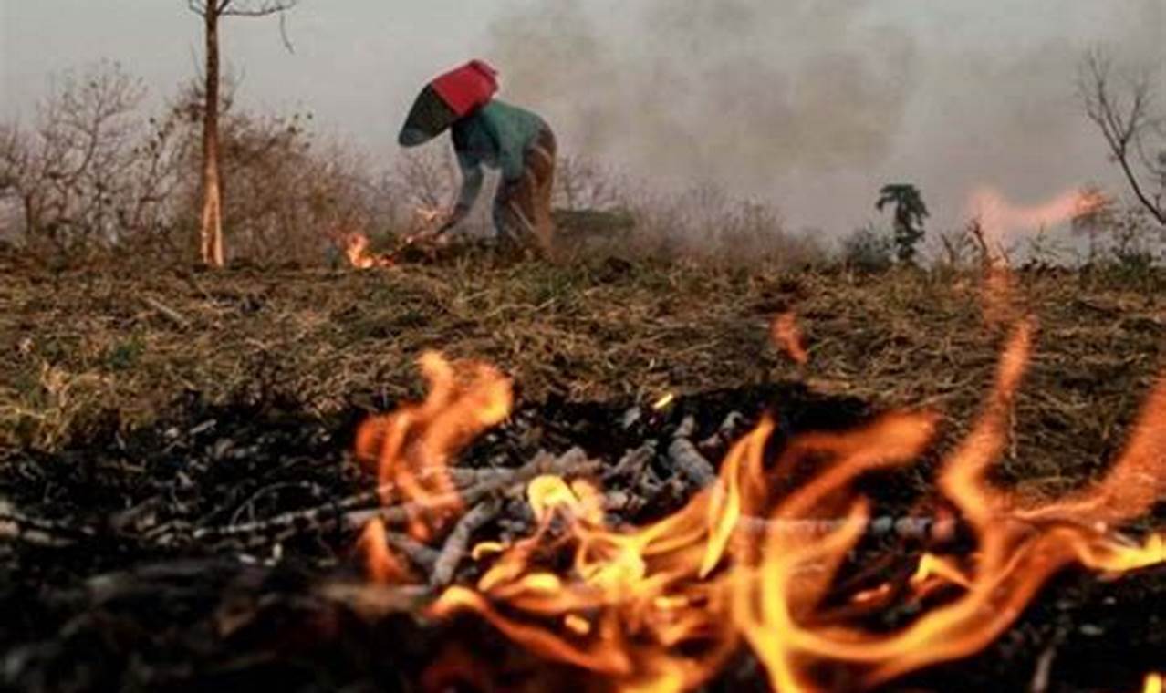 Cara Mengatasi Kebakaran Hutan